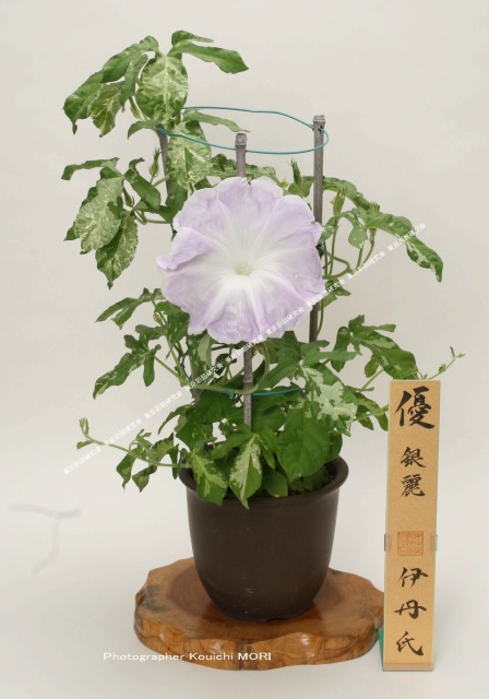 過去の大輪朝顔展示会優秀花一覧
