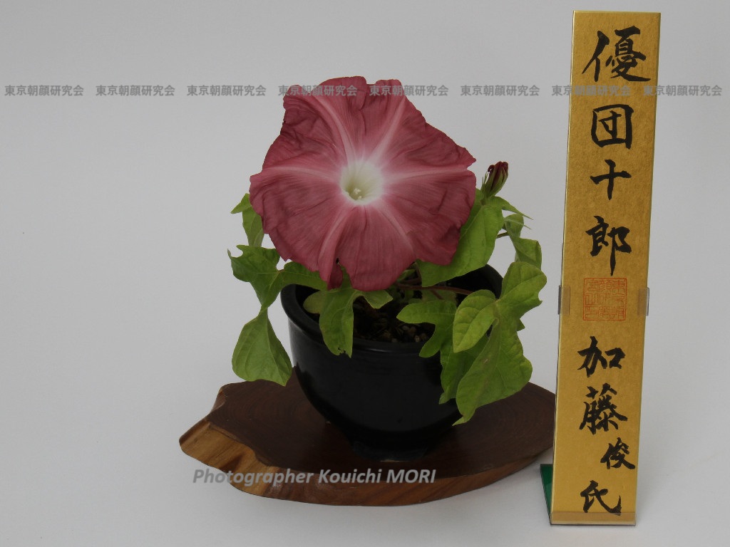 東京朝顔研究会ホームページ