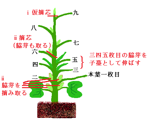 初心者のための大輪朝顔作り 四 本鉢管理 切込作り