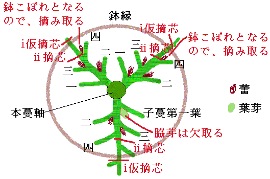 初心者のための大輪朝顔作り 四 本鉢管理 切込作り